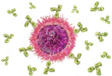 B cell produceert antilichamen